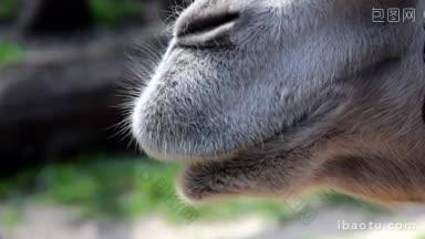 <strong>一</strong>只骆驼的嘴和鼻子在动物想要分析他的环境时被展示出来